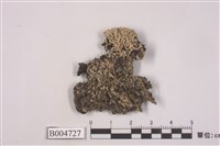 藏品(雪花衣屬)的圖片